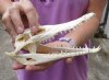 Nile crocodile skull from Africa measuring 8-1/2 inches long and 3-1/4 inches wide (off white in color) - you are buying the Nile crocodile skull pictured for $95 (Cites #223756) (minor damage on back piece)
