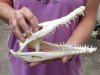 Nile crocodile skull from Africa measuring 10-1/4 inches long and 4-1/2 inches wide (off white in color) - you are buying the Nile crocodile skull pictured for $160 (Cites #223756) (pathology, underbite, correct jaw)