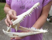 Nile crocodile skull from Africa measuring 11 inches long and 4-1/4 inches wide (off white in color) - you are buying the Nile crocodile skull pictured for $140 (Cites #223756) (minor damage on back, hole and missing teeth)