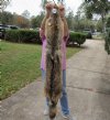 60 inches soft tanned coyote pelt, hide, skin for sale - you are buying the pelt pictured for $129.00