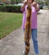 Red Fox fur pelt, tanned hide for sale, measuring 46 inches long - You are buying the pelt shown for $85.00