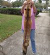 Red Fox fur pelt, tanned hide for sale, measuring 50 inches long - You are buying the pelt shown for $89.00