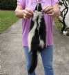 North American Skunk fur pelt, tanned hide for sale, measuring 26 inches long - You are buying the hide shown for $32.00