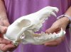 7-1/2 inches real North American coyote skull for sale. Review all photos as you are buying this one for $30