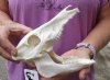 7 inch wild boar skull, commercial grade - You are buying the skull pictured for $30