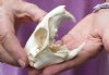 A-Grade North American Groundhog Skull (Woodchuck) measuring 3-1/2 inches long and 2-1/4 inches wide - You will receive the skull in the photo for $30
