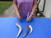 5 piece lot of Elk (Cervus canadensis) antlers pieces and tips measuring approximately 7 to 14 inches tall weighing 2.6 pounds.  You are buying the elk antler pieces and tips pictured for $90/lot