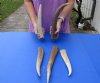 5 piece lot of Elk (Cervus canadensis) antlers pieces and tips measuring approximately 9 to 13 inches tall weighing 2.6 pounds.  You are buying the elk antler pieces and tips pictured for $90/lot