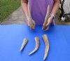 5 piece lot of Elk (Cervus canadensis) antlers pieces and tips measuring approximately 7 to 13 inches tall weighing 2 pounds.  You are buying the elk antler pieces and tips pictured for $80/lot