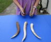 5 piece lot of Elk (Cervus canadensis) antlers pieces and tips measuring approximately 8 to 14 inches tall weighing 2.25 pounds.  You are buying the elk antler pieces and tips pictured for $85/lot