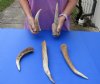 5 piece lot of Elk (Cervus canadensis) antlers pieces and tips measuring approximately 7 to 14 inches tall weighing 2.15 pounds.  You are buying the elk antler pieces and tips pictured for $80/lot
