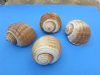 7 inches wholesale  tonna galea, giant tun shells  for seashell centerpieces- Packed: 2 pieces @ $6.00 each