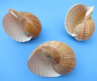 7 inches wholesale tonna galea, giant tun shells, for seashell centerpieces Packed: 2 pieces @ $7.50  each