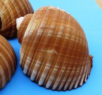 5 inches wholesale tonna galea, tonna olearium, brown lightweight shells -10 pcs @ $3.00 each