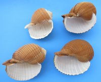 6" Wholesale Tonna olearium, tonna galea or tun shells - Minimum: 3 pieces @ $4.50 each