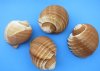 6" Wholesale Tonna olearium, tonna galea or tun shells - Minimum: 3 pieces @ $3.15 each