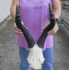 Red hartebeest (female) skull plate with 17 inch horns, measured around curve - you are buying the skull plate pictured for $50