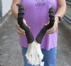 Red hartebeest (female) skull plate with 15 inch horns (Damaged horn tip), measured around curve - you are buying the skull plate pictured for $50