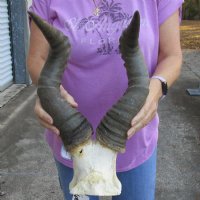 Red hartebeest (male) skull plate with 20 inch horns for $60