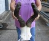 Red hartebeest (male) skull plate with 22 inch horns, measured around curve - you are buying the skull plate pictured for $60