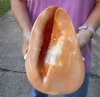 HUGE 11 inch Yellow Helmet, Horned Helmet Shell for coastal home decorating - You are buying the shell pictured for $25
