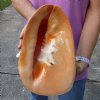 HUGE 11-1/2 inch Yellow Helmet, Horned Helmet Shell for coastal home decorating - You are buying the shell pictured for $25