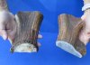 2 piece lot of Elk (Cervus canadensis) antler cut pieces measuring approximately 6 to 6-1/2 inches.  You are buying the elk antler cut pieces pictured for $50/lot