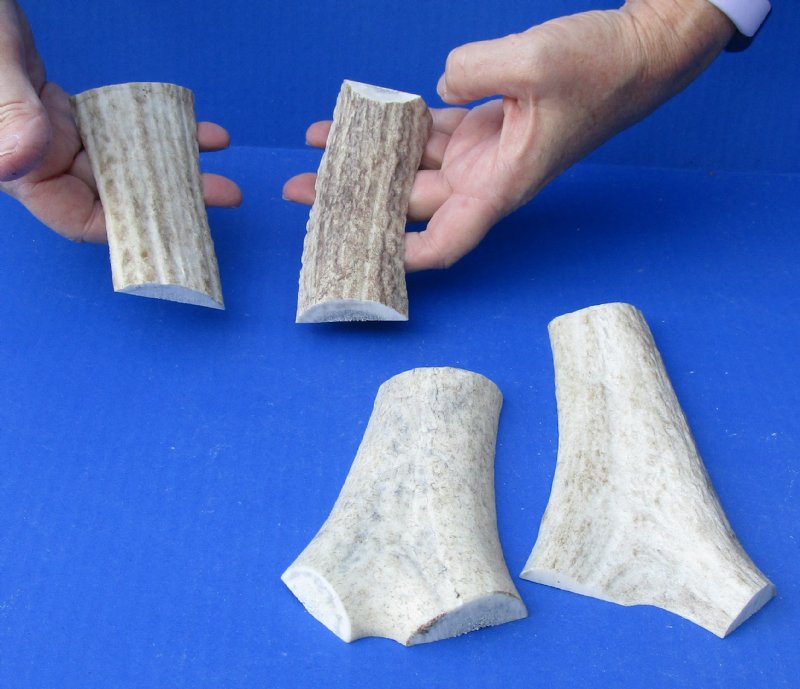 Elk (Cervus canadensis) antler, elk horn, cut antler, cut horn