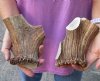 2 piece lot of Elk (Cervus canadensis) antler cut pieces measuring approximately 6 inches.  You are buying the elk antler cut pieces pictured for $35/lot