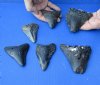 6 piece lot of Megalodon Fossil Shark Teeth (Carcharocles megalodon) <font color=red> Bargain quality </font> measuring 3 to 3-3/4  inches long - You are buying the ones in the picture for 130/lot