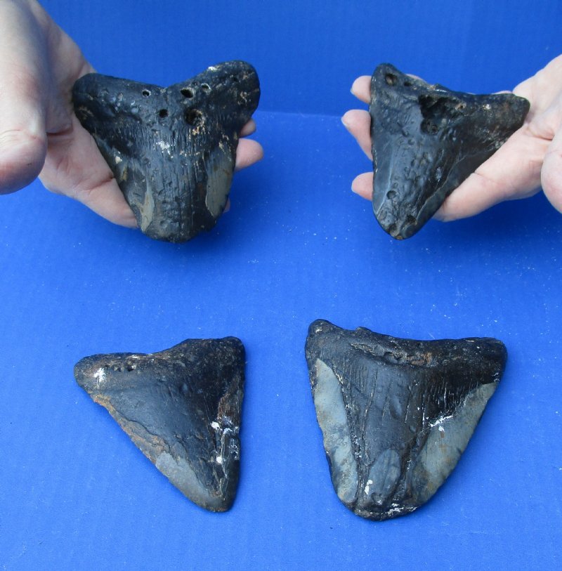 Puffer Teeth Puffer Fish Teeth Fossil