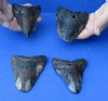 4 piece lot of Megalodon Fossil Shark Teeth (Carcharocles megalodon) <font color=red> Bargain quality </font> measuring 4 to 4-3/4  inches long - You are buying the ones in the picture for 150/lot
