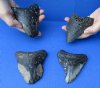 4 piece lot of Megalodon Fossil Shark Teeth (Carcharocles megalodon) <font color=red> Bargain quality </font> measuring 4 to 4-3/4  inches long - You are buying the ones in the picture for 150/lot