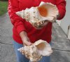 2 giant frog shells for sale, bursa bubo, 9 inches and 9-1/4 inches, review all photos. you are buying these 2 shells for $24
