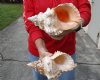 2 giant frog shells for sale, bursa bubo, 9 inches and 9-1/2 inches, review all photos. you are buying these 2 shells for $24