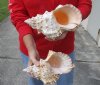 2 giant frog shells for sale, bursa bubo, 9 inches and 9-1/2 inches, review all photos. you are buying these 2 shells for $24
