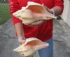 2 pc lot of Chank Shells, Turbinella angulata measuring 9 inches - You will receive the shells in the photo for $26/lot