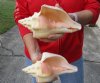 2 pc lot of Chank Shells, Turbinella angulata measuring 8-1/4 and 8-1/2 inches - You will receive the shells in the photo for $23/lot