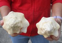 2 pc lot of Chank Shells, Turbinella angulata measuring 8-1/2 inches - You will receive the shells in the photo for $23/lot
