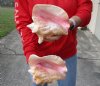 2 piece pink conch shells for sale (with slits in the back) 7 and 7-1/2 inches - Review all photos. You are buying the shells pictured for $19/lot