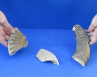 3 piece lot of Russian Tur horn pieces that measure approximately 4 to 7 inches long and weigh 1.45 pounds. You are buying the horn pieces pictured for $25/lot