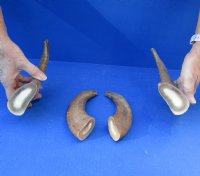 4 piece lot of Russian Tur horn matching tip pieces measuring approximately 8 and 9-1/2 inches tall weighing 1.55 pounds.  You are buying the matching tip pieces pictured for $50/lot