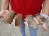 4 piece lot of Elk (Cervus canadensis) antler cut pieces measuring approximately 4-1/2 to 5 inches.  You are buying the elk antler cut pieces pictured for $34/lot