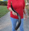 Polished Kudu horn for sale measuring 27 inches, for making a shofar.  You are buying the horn in the photos for $53