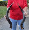 Matching Pair of Polished Kudu horn for sale measuring 25 inches, for making a shofar.  You are buying the horn in the photos for $110/pair