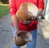 Two hand picked 7-1/4 and 7-1/2 inch Tonna Olearium, tun seashells (You are buying the shells shown) for $18