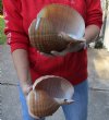 Two hand picked 7 and 7-1/2 inch Tonna Olearium, tun seashells (You are buying the shells shown) for $18