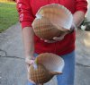 Two hand picked 6-3/4 inch Tonna Olearium, tun seashells (You are buying the shells shown) for $14