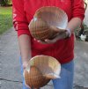 Two hand picked 7 and 7-1/2 inch Tonna Olearium, tun seashells (You are buying the shells shown) for $18