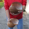 Two hand picked 8 inch Tonna Olearium, tun seashells (You are buying the shells shown) for $22